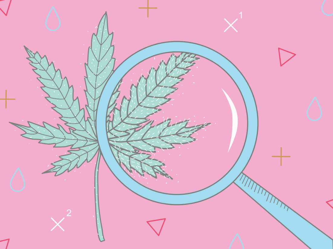 Illustration of a hemp leaf under a magnifying glass on a pink background, symbolizing lab testing and product quality.