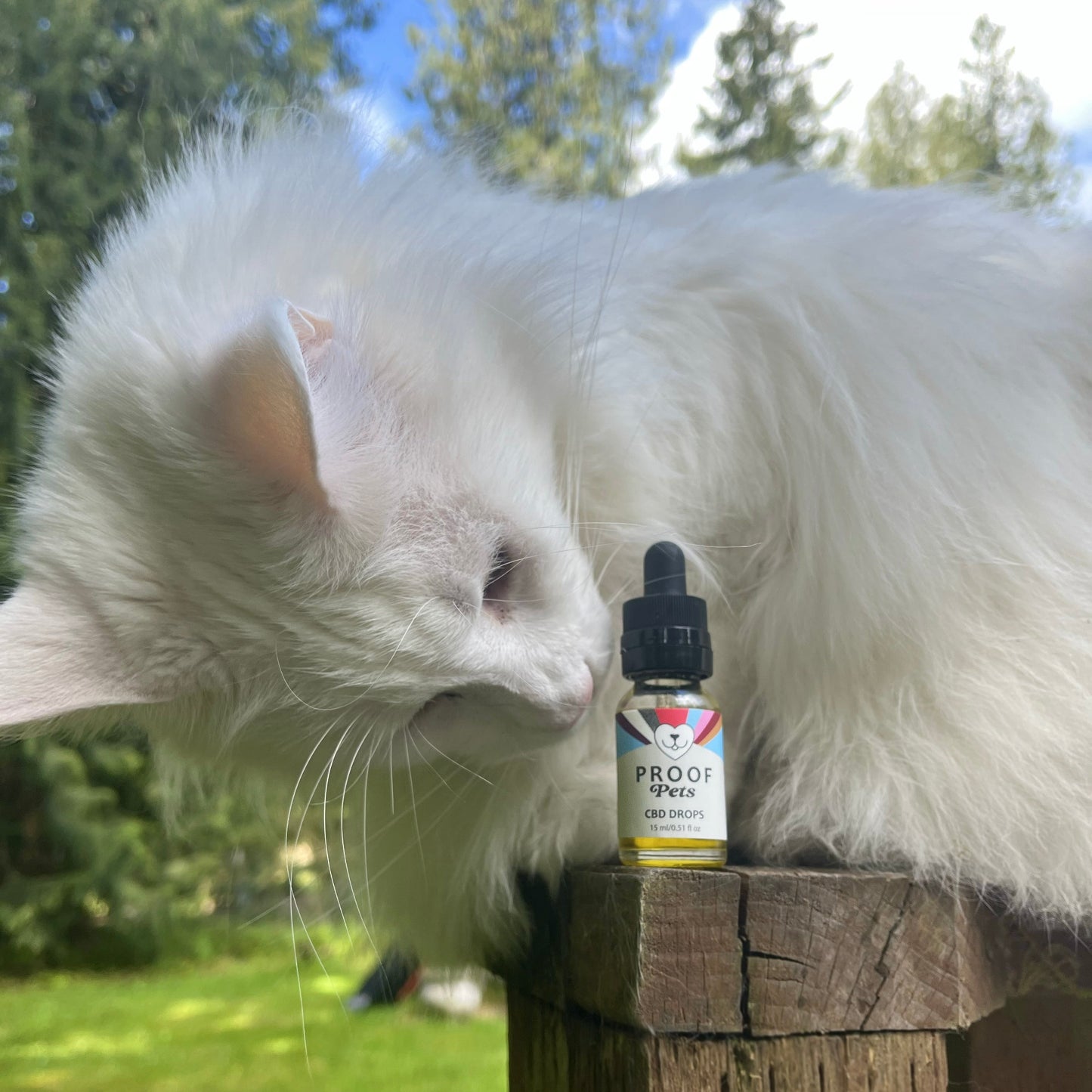 White cat outdoors sniffing Proof Pets CBD Drops bottle with 300 mg broad spectrum hemp for pet wellness and calm.