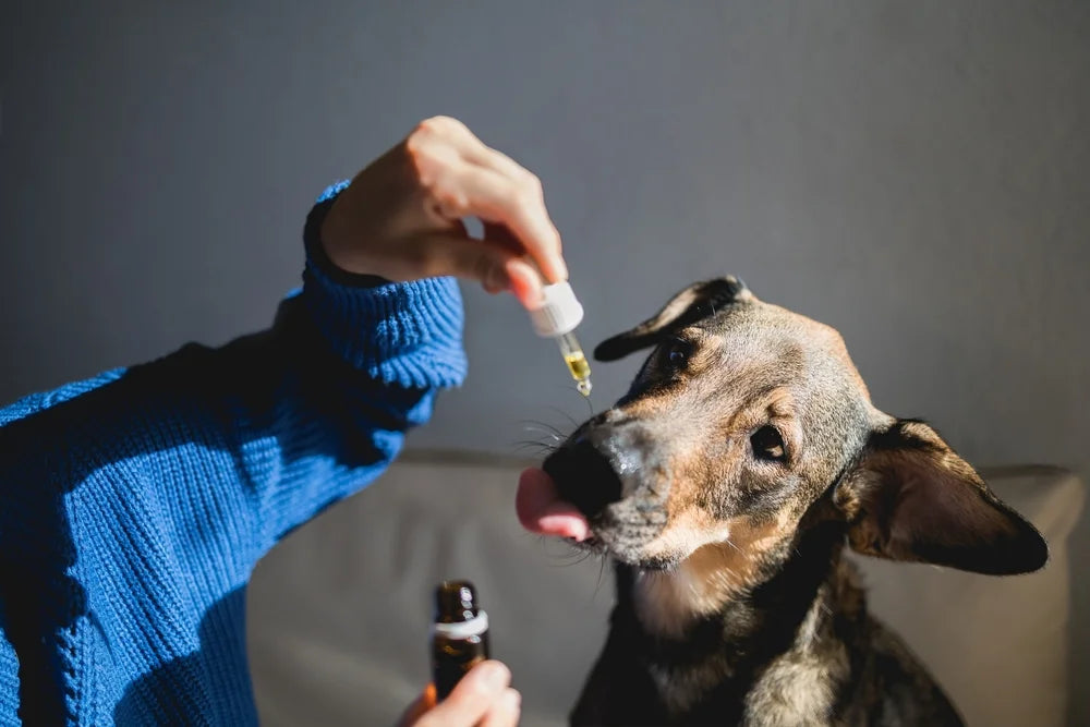 Best CBD Oil for Dogs (2026)