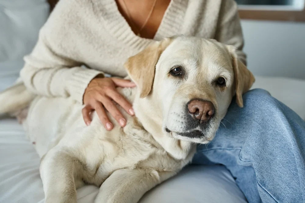 Best Calming Tips for Anxious Dogs