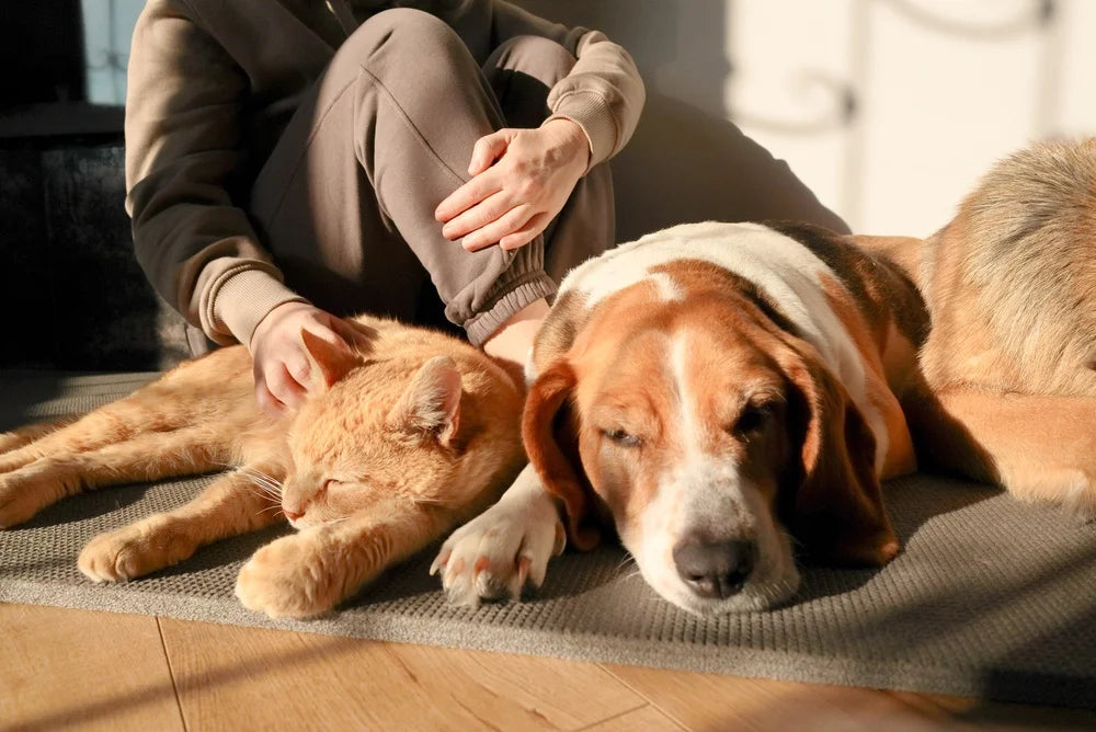 Best Pet Calming Products Compared