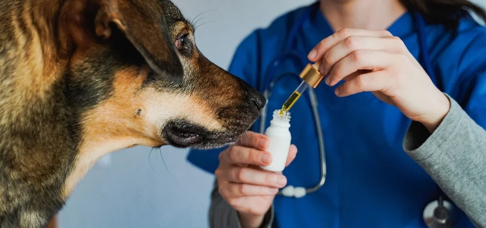 Where to Buy CBD for Pets: Vet Clinic, Pet Store, Grocery or Online?