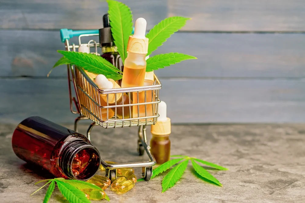 Buying CBD for Your Pet: 5 Things to Check Before You Shop