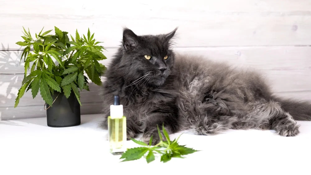 CBD for Cats: A Complete Guide to Safety, Benefits, and Dosing