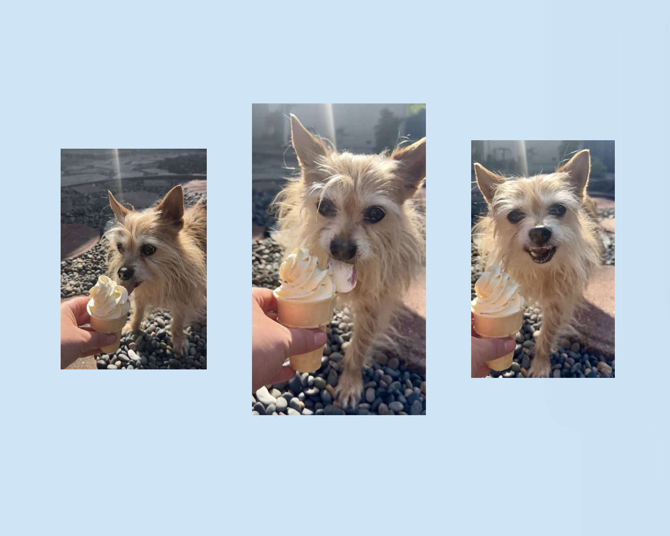 Small dog enjoying a Proof Pets CBD infused pup cup on a sunny day.