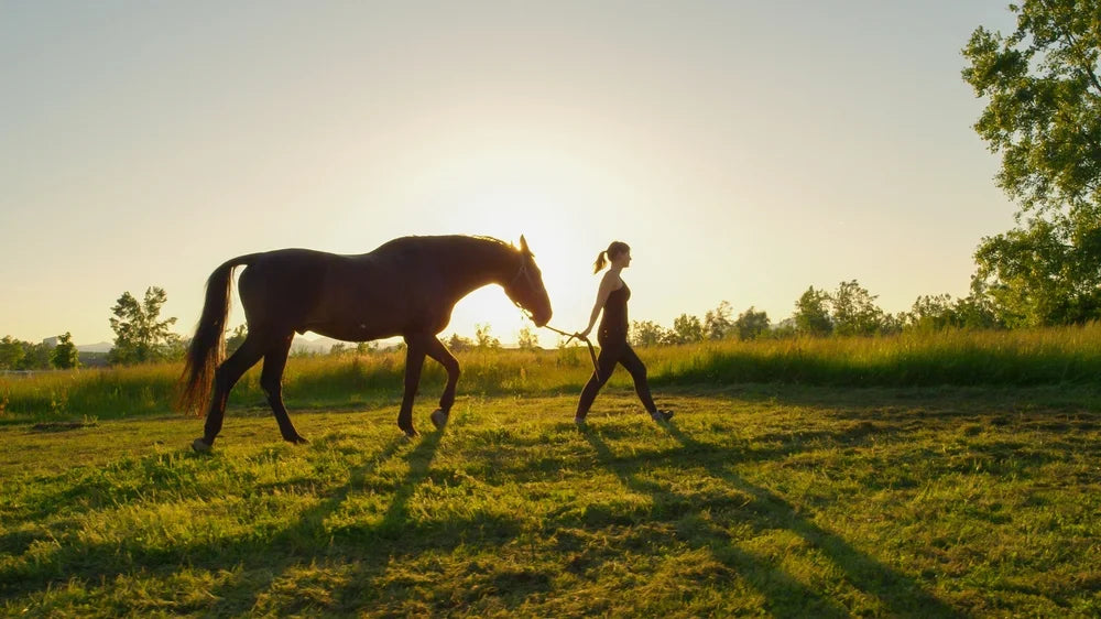 CBD for Horses: What Owners Need to Know