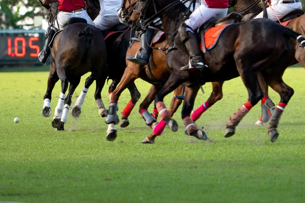 CBD and Competition Horses: What USEF and FEI Actually Say