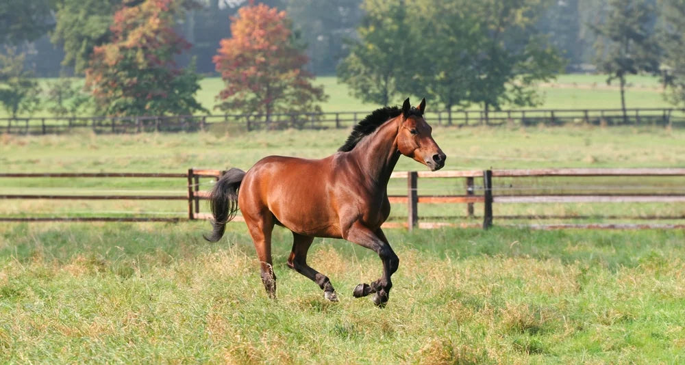 CBD Dosage for Horses: Why the Maths Does Not Carry Over