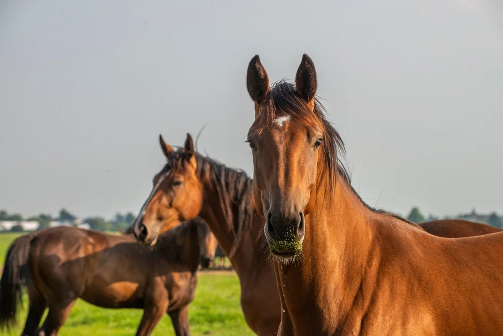 CBD for Older Horses and Joint Stiffness