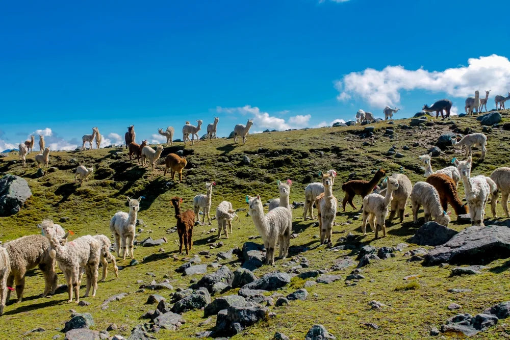 CBD for Llamas and Alpacas: What to Check First
