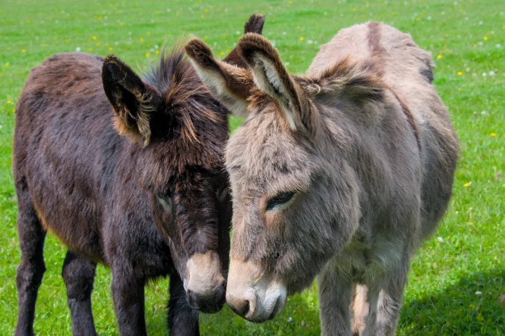 CBD for Donkeys, Mules and Ponies