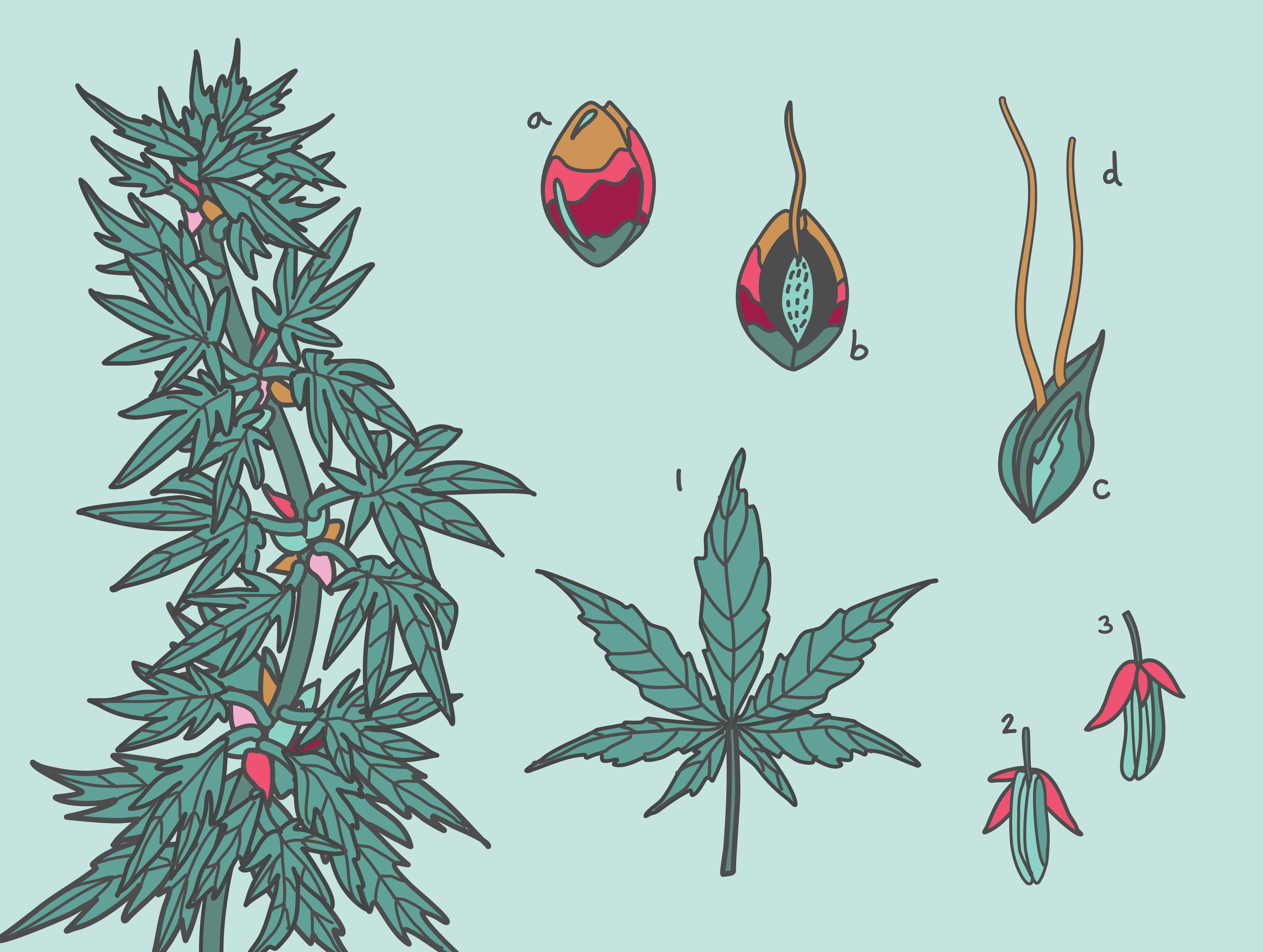 Botanical illustration of a hemp plant with leaves, seeds, sprouts, and growth stages.