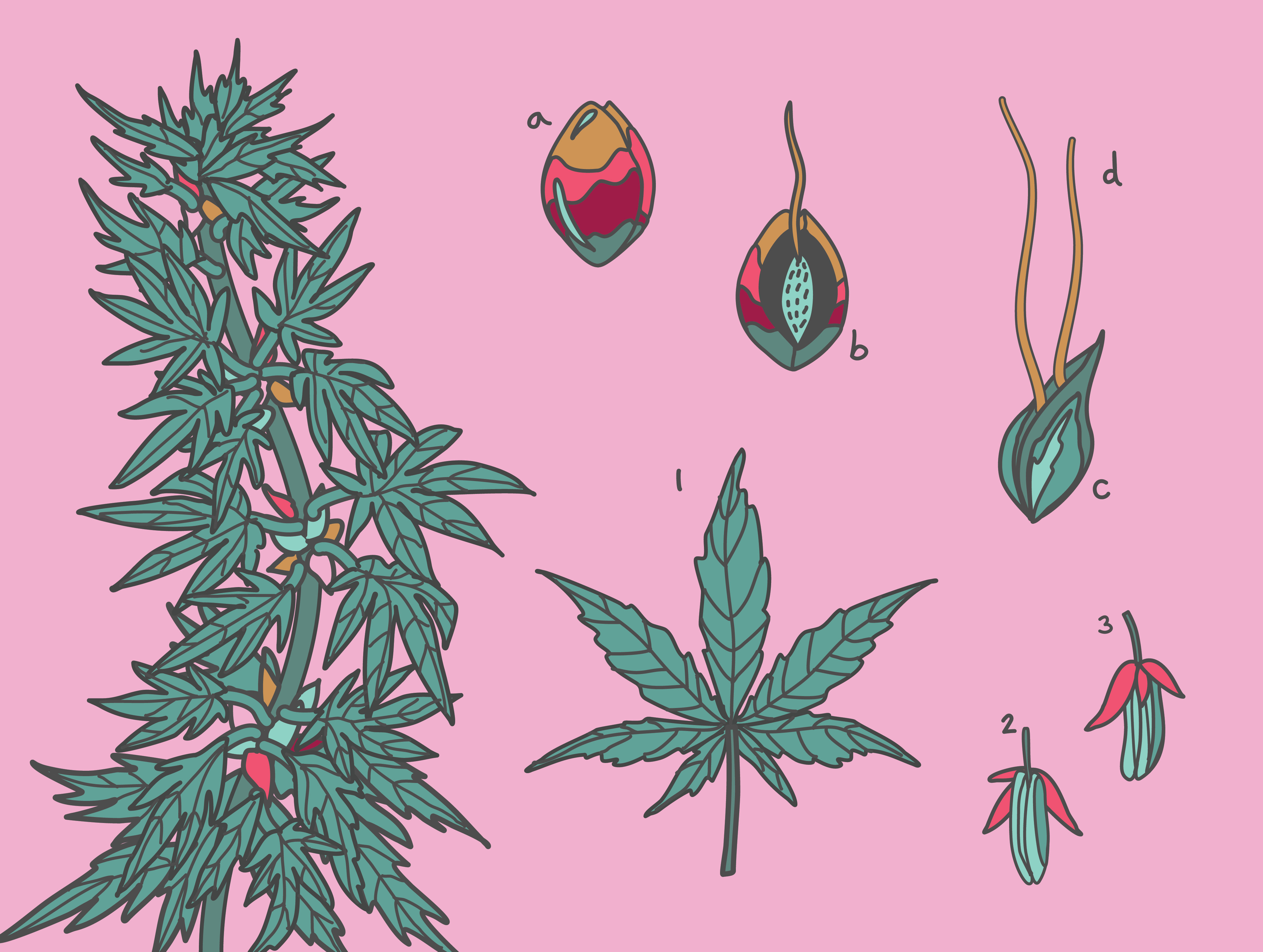 The Federal “Hemp Ban”: What It Means for Proof Products