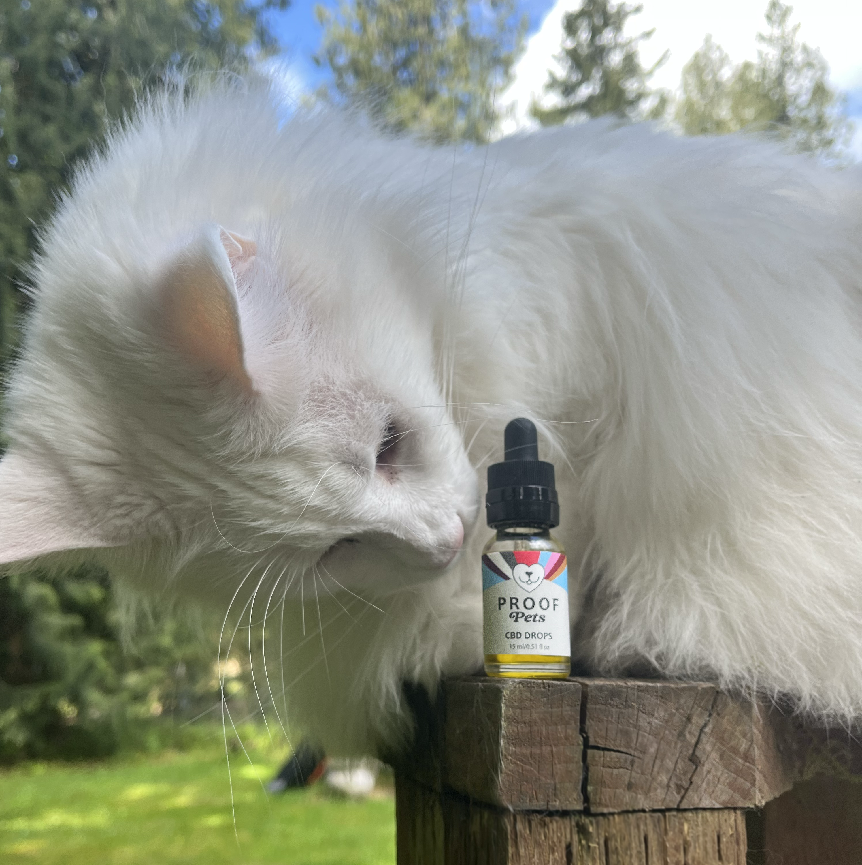 CBD for Pets: What Every Pet Owner Should Know