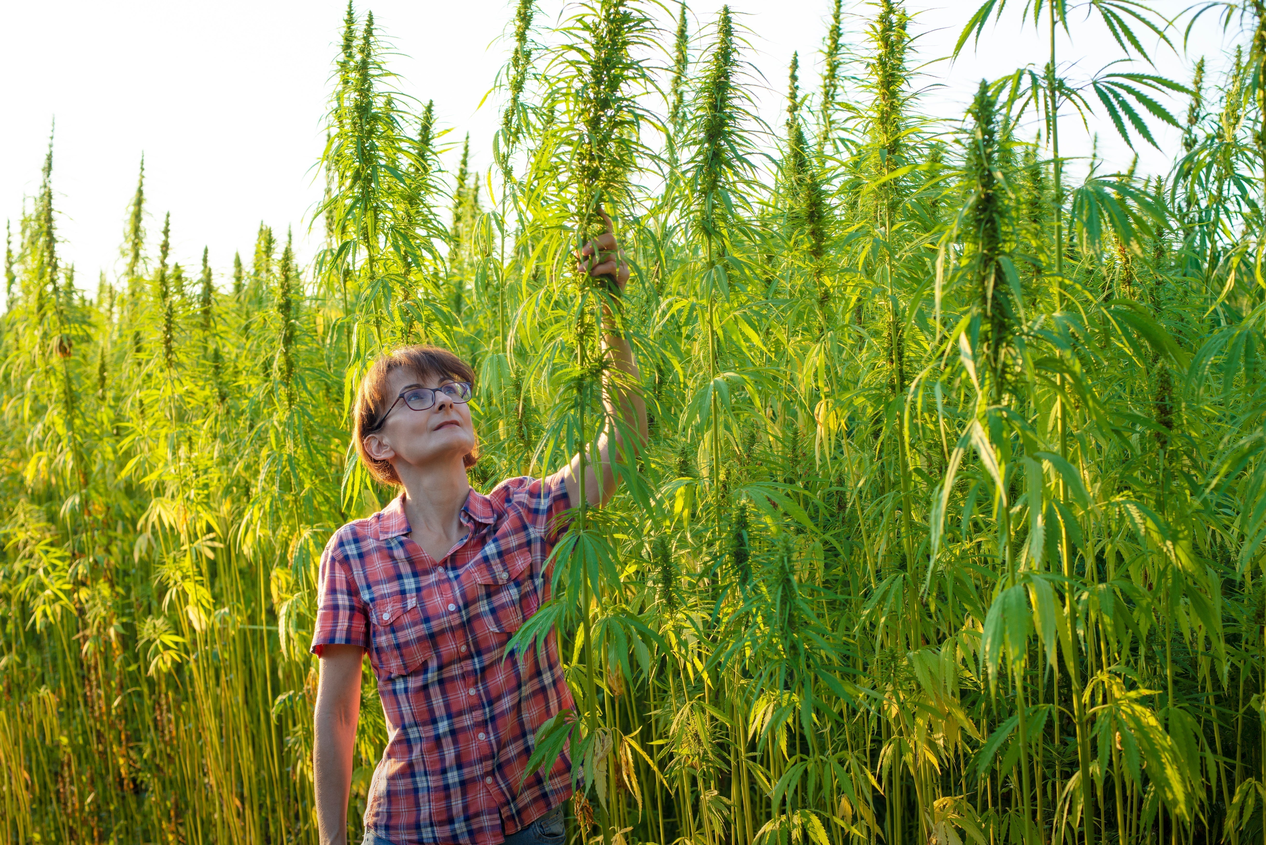 What’s the Deal with Hemp: Where’s the THC?