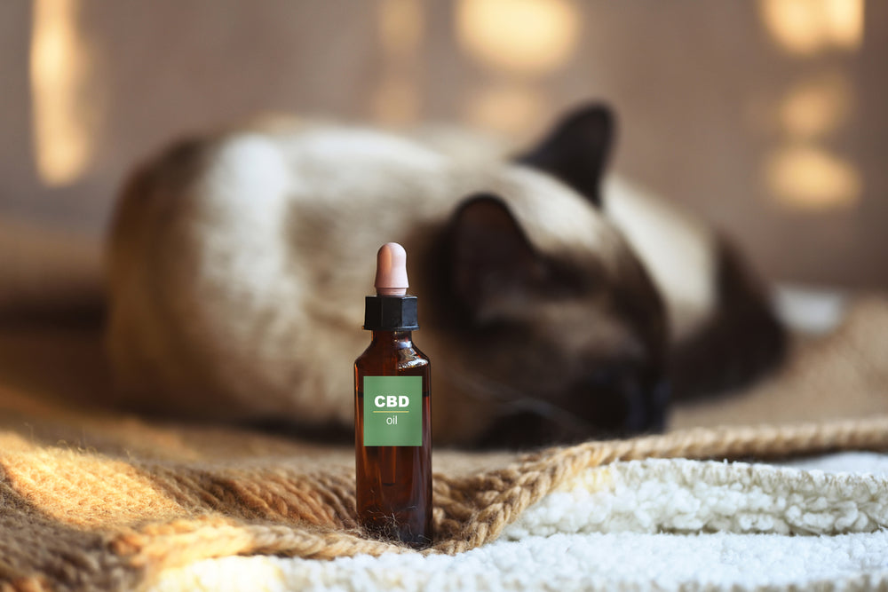 Which Animals Can Safely Have CBD?