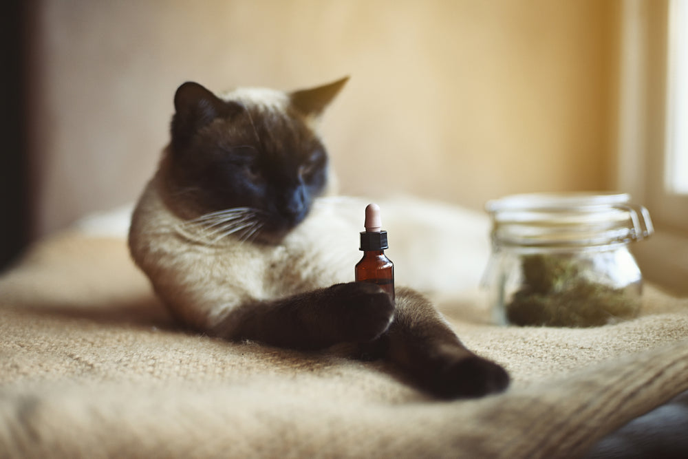 CBD and Your Pet’s Medications