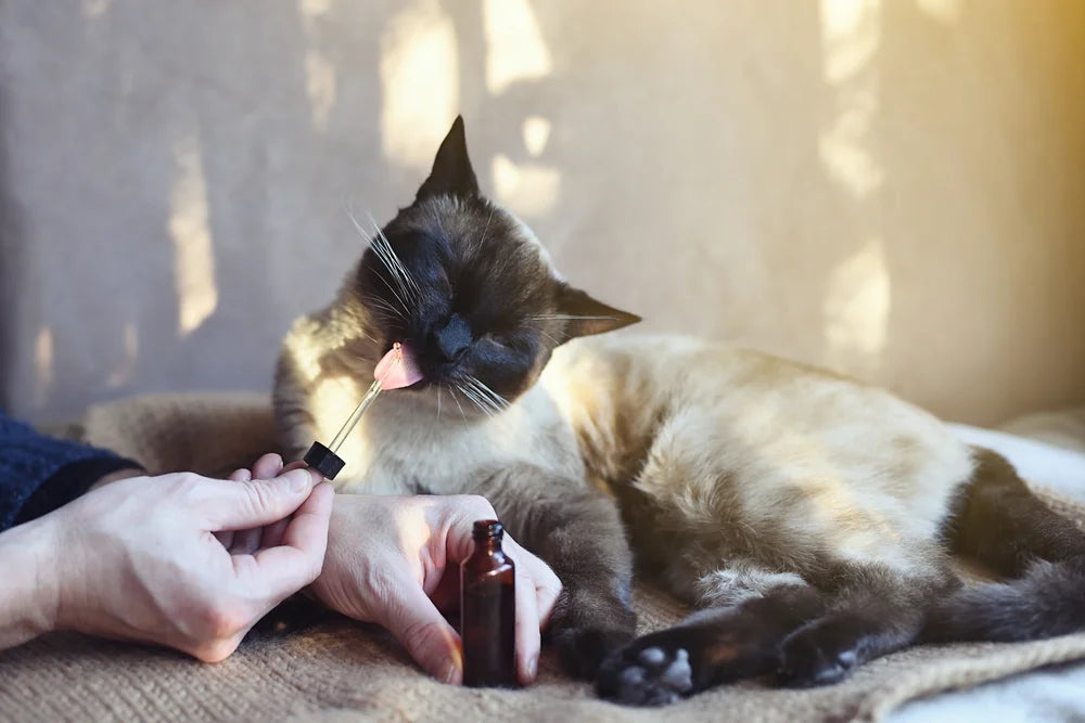 CBD Dosage for Cats: How to Get It Right