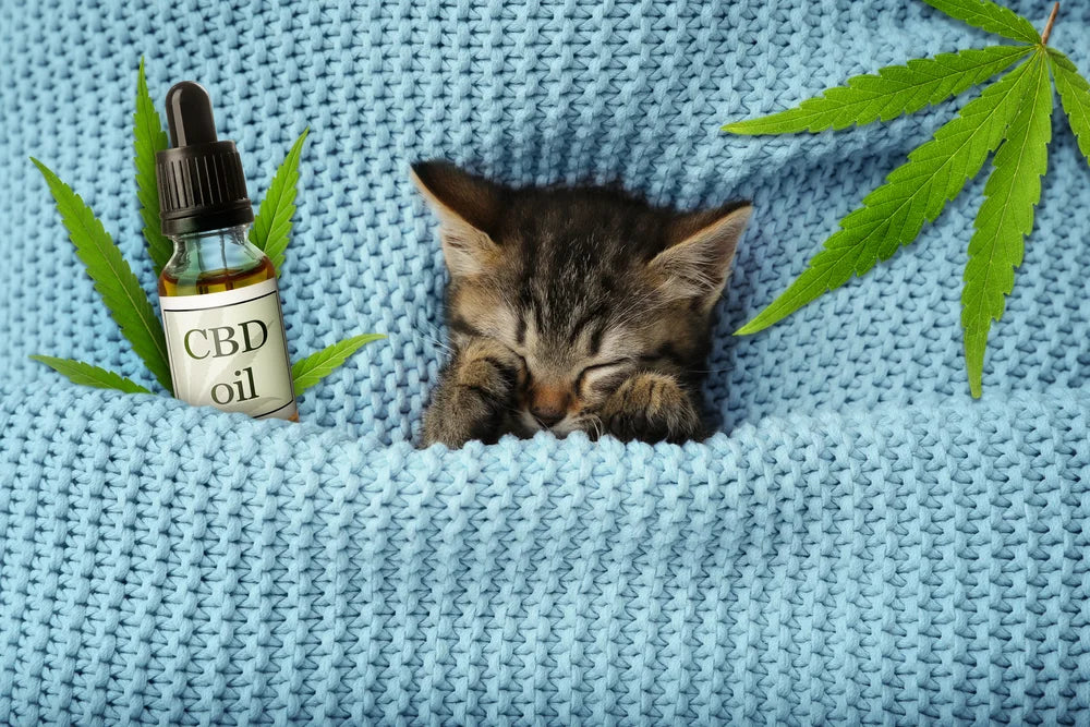CBD for Cats: What It May Do, and What It Will Not