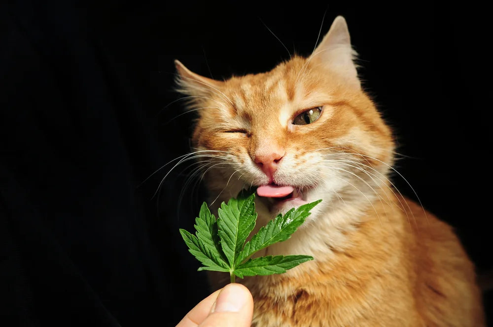 Is CBD Safe for Cats?