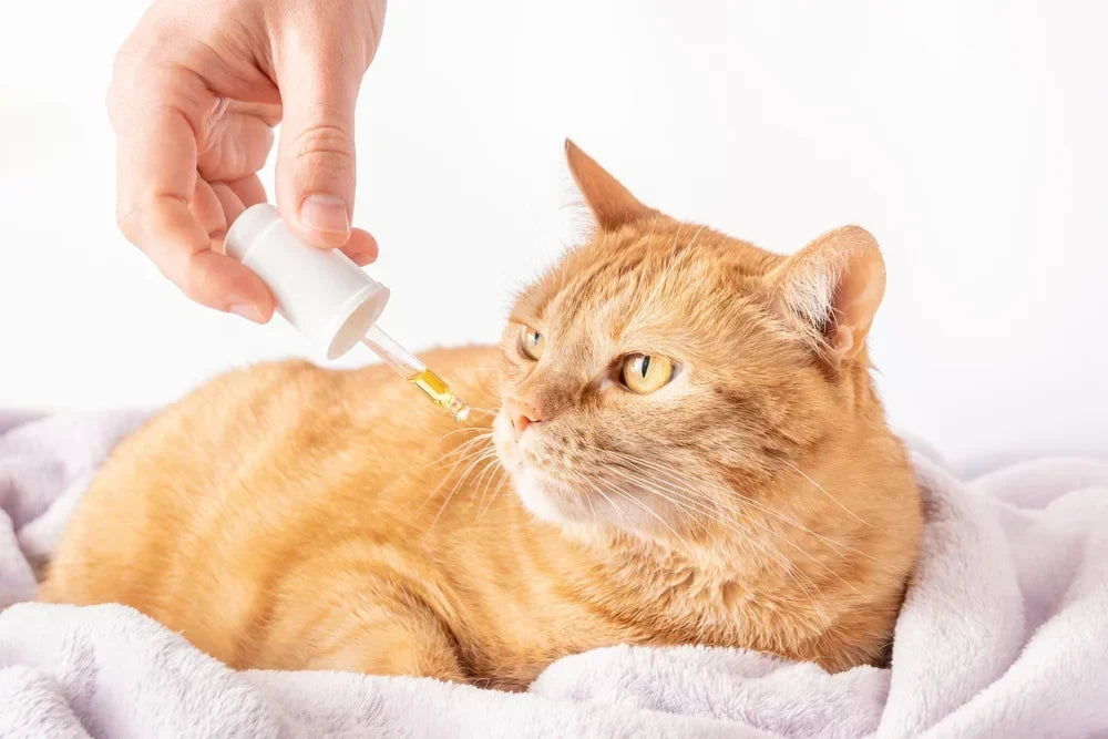 How to Give a Cat CBD Oil Without a Fight