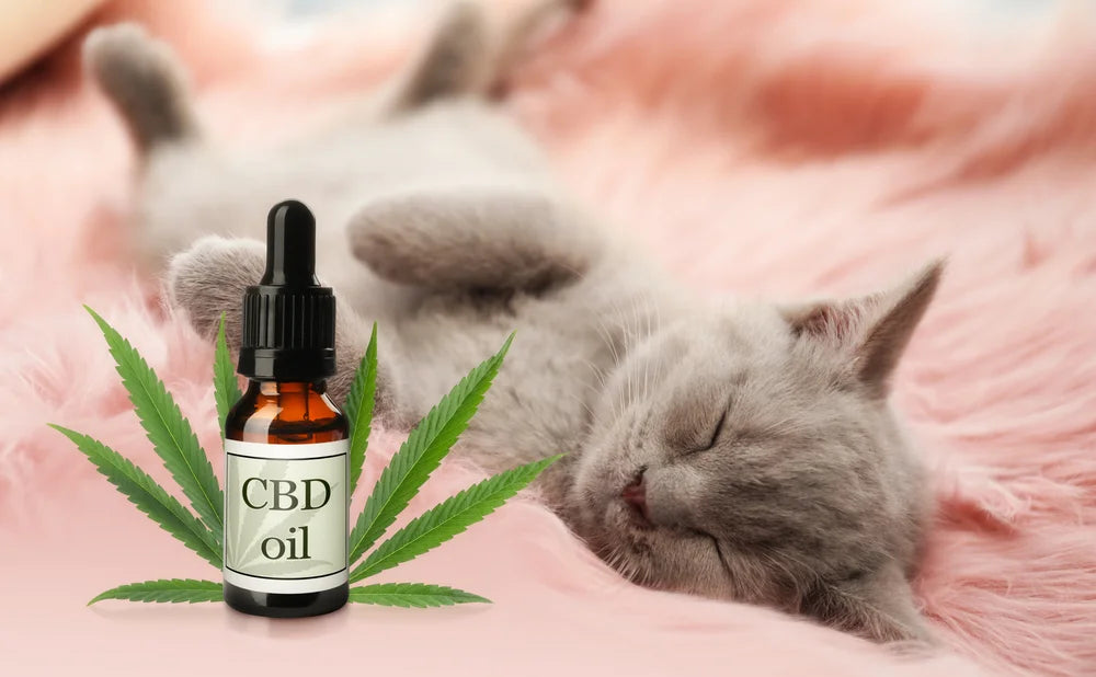 How Often Can I Give My Cat CBD?