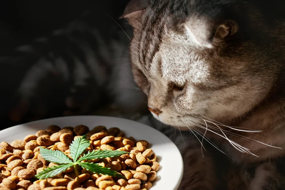 CBD and Cats With Kidney Disease