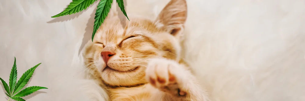 Can Cats Have CBD? The Honest Answer