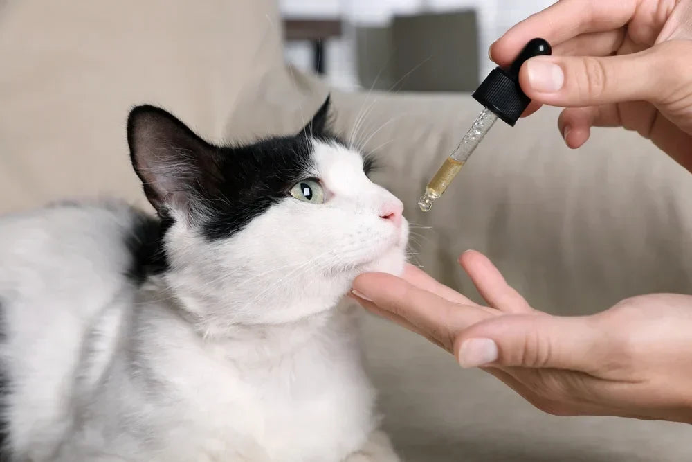 How Long Does CBD Take to Work in Cats?