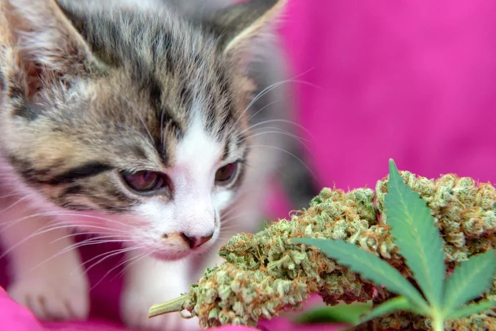 CBD for Cat Anxiety: What Actually Helps