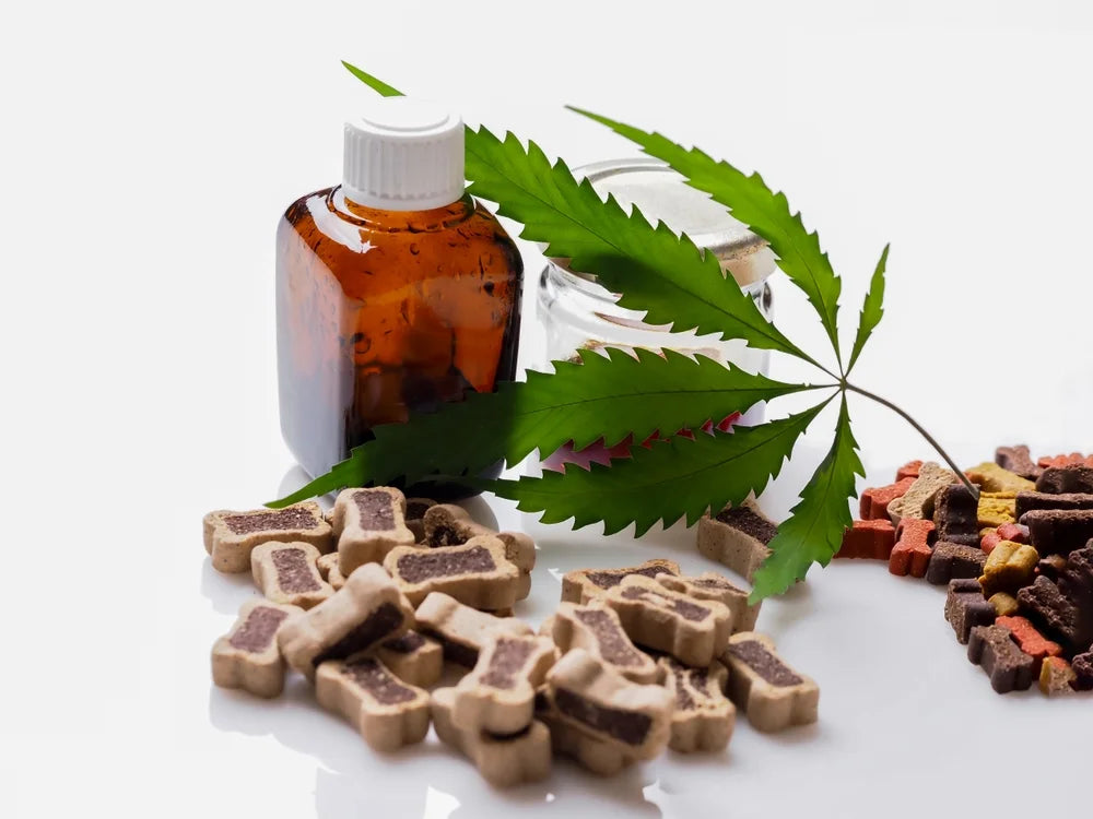 CBD Oil vs CBD Treats for Dogs: Which One Should You Buy?
