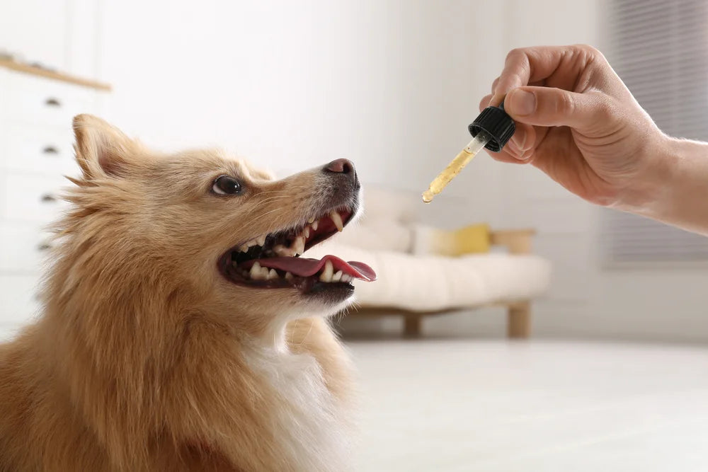 CBD and Your Dog’s Medications