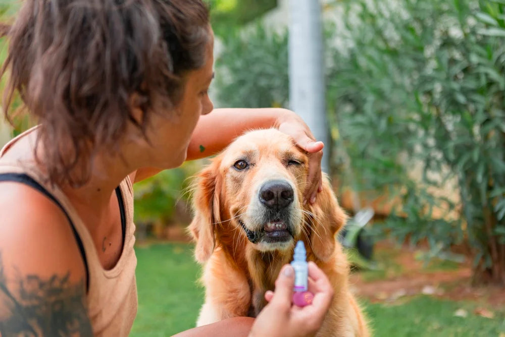 CBD for Dogs: A Straight Guide for Owners