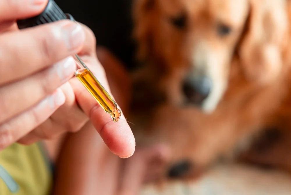 CBD Dosage for Dogs: How to Work It Out