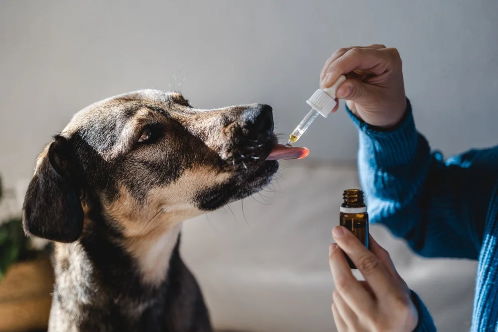 Is CBD Safe for Dogs?