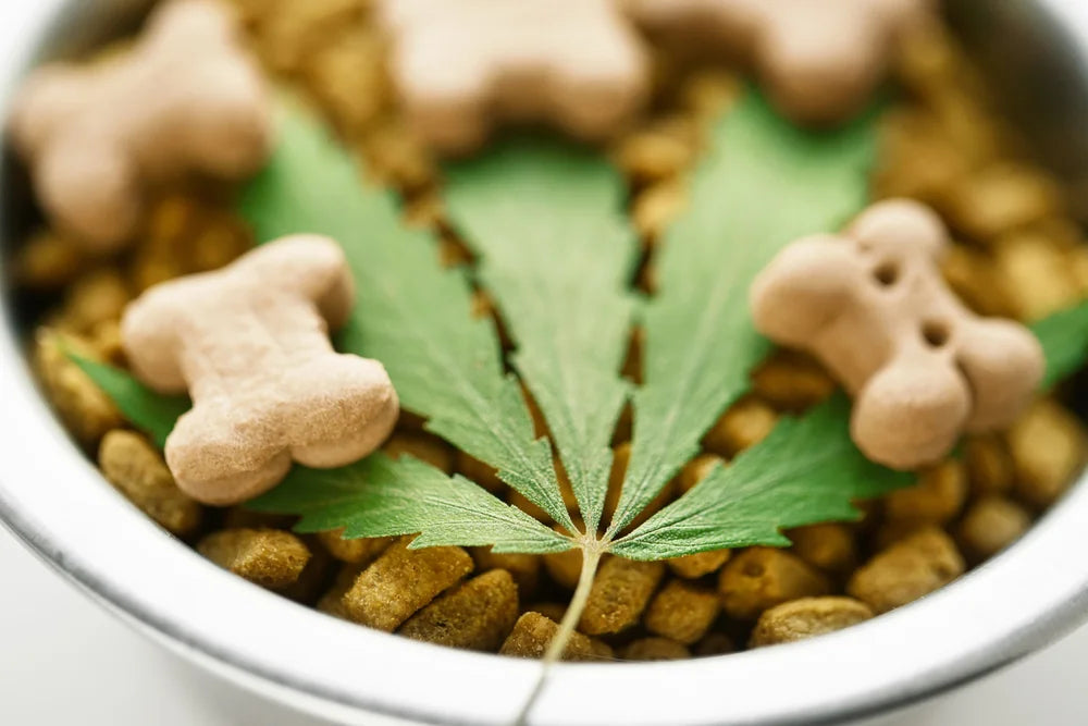 My Dog Ate an Edible: What to Do Right Now