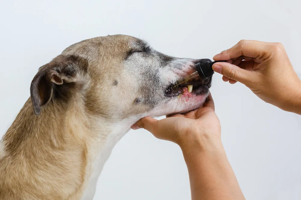 CBD for Dog Anxiety: What It Can and Cannot Do