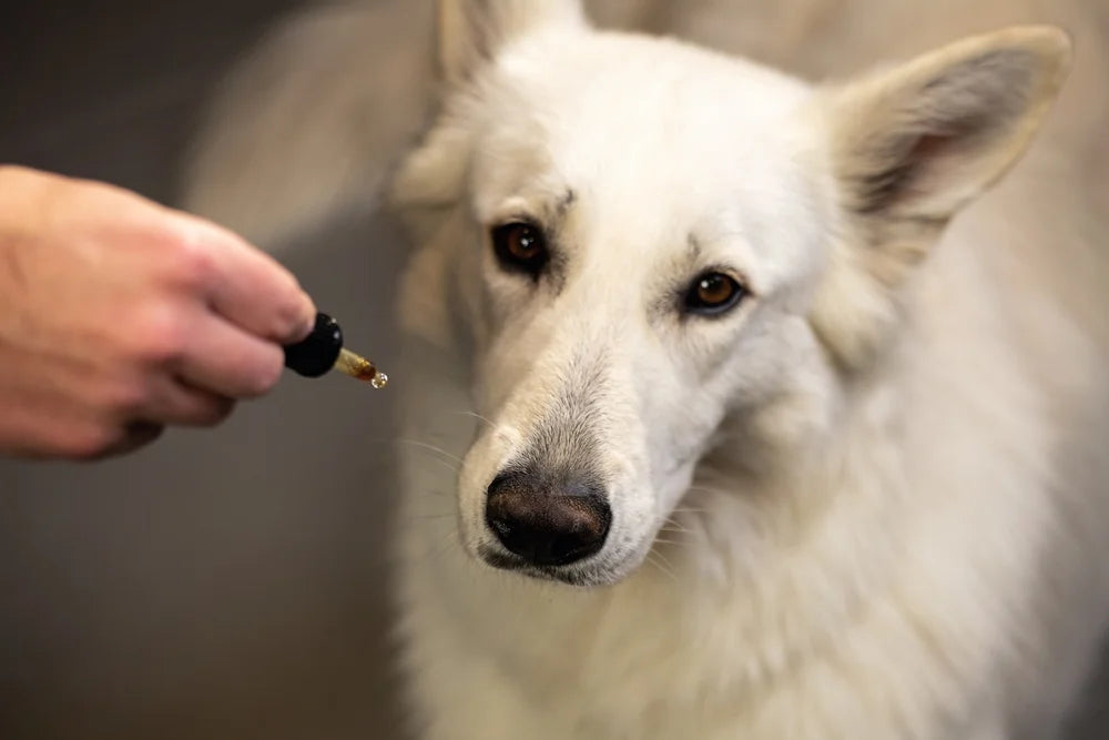 CBD for Dogs With Arthritis and Joint Pain