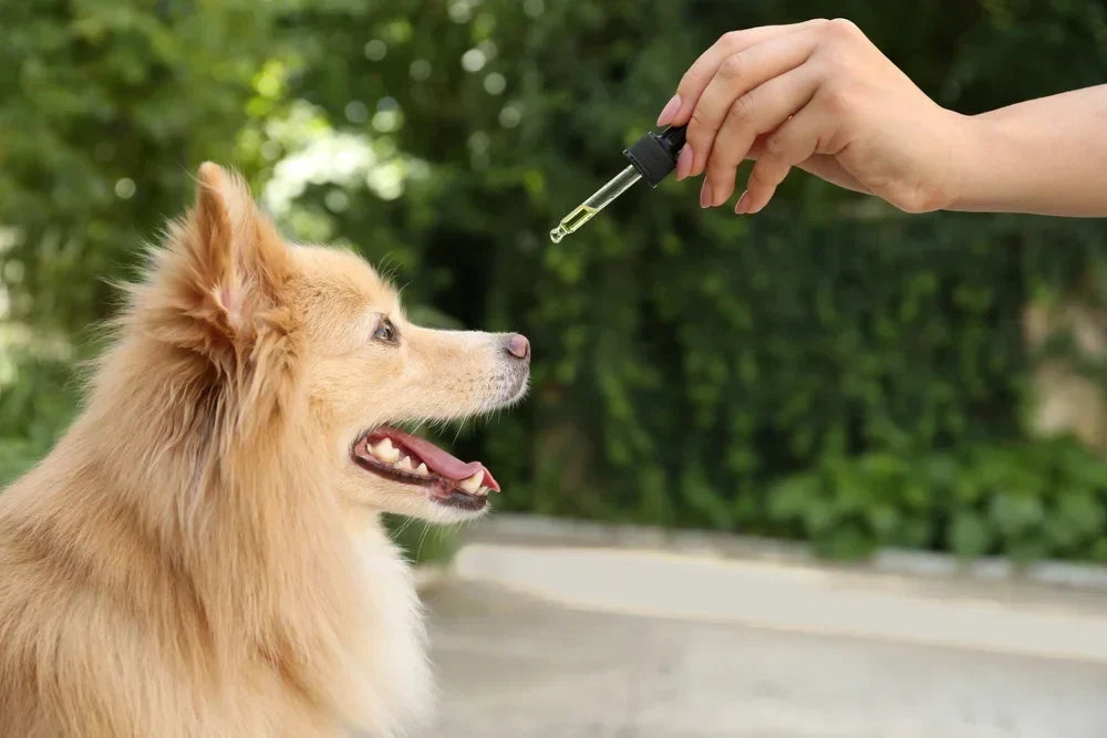 How Long Does CBD Take to Work in Dogs?