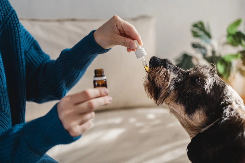 How to Give a Dog CBD Oil: Four Methods