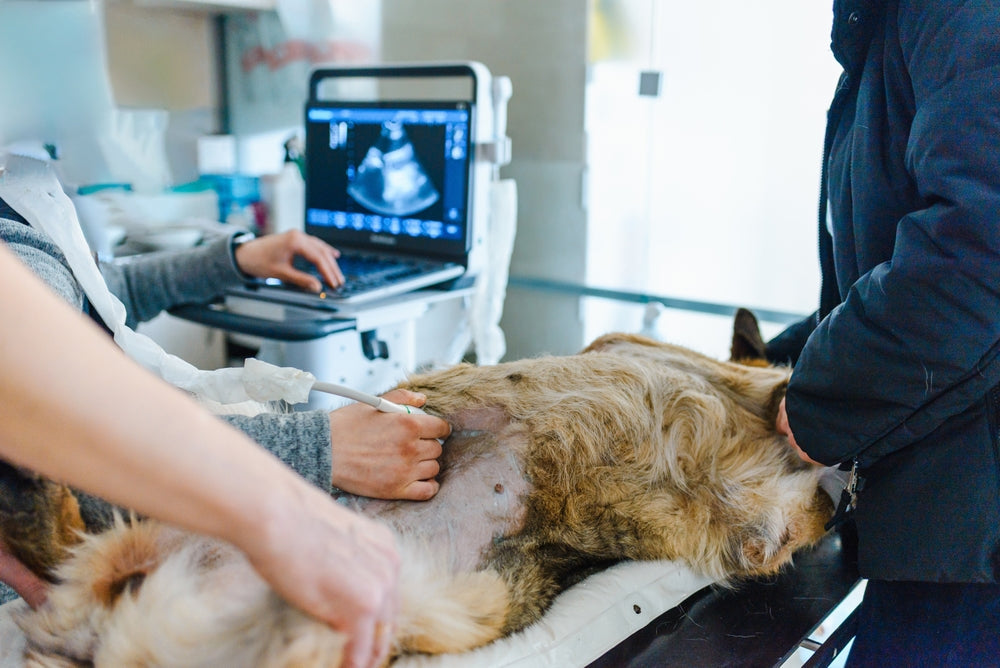 CBD and Pregnant or Nursing Animals