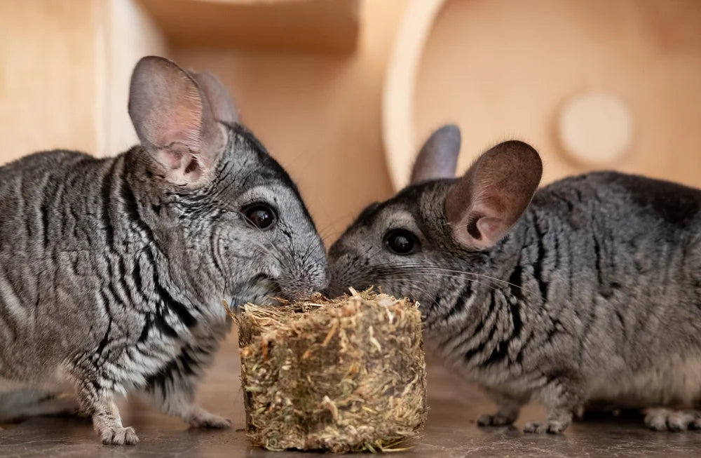 CBD for Chinchillas: The Problem Is the Oil