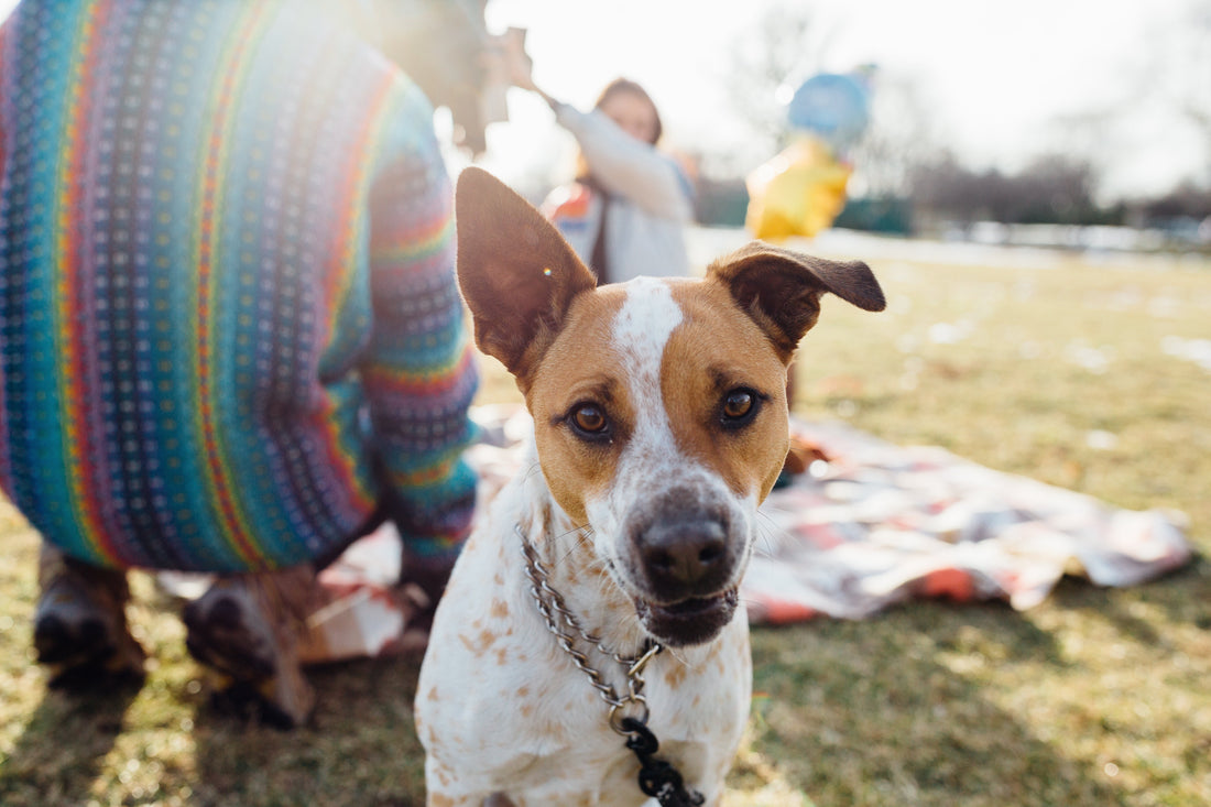 Helping Your Dog Feel Safe & Calm During Fourth of July Fireworks