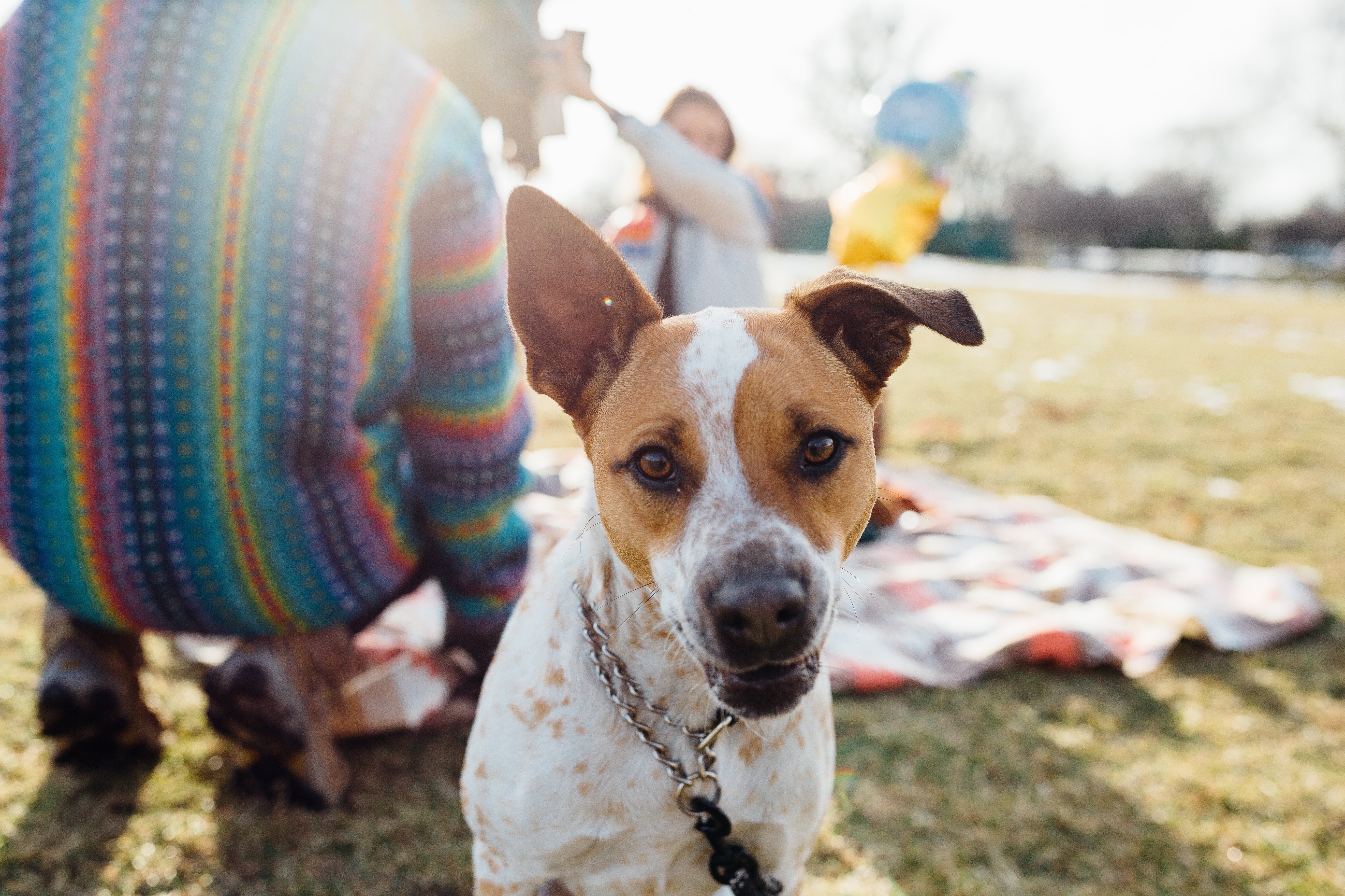 Brown and white dog on a picnic blanket outdoors with people in the background.