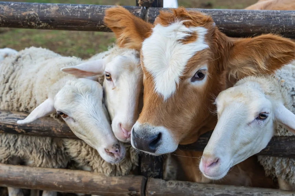 CBD and Farm Animals - What the FDA Says