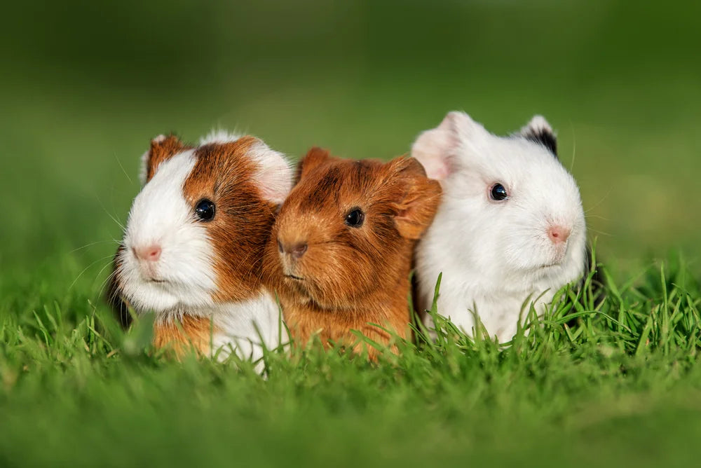 CBD for Guinea Pigs: An Honest Answer