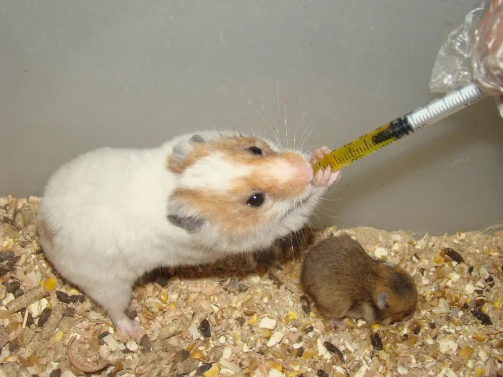 CBD for Hamsters, Gerbils, Rats and Mice