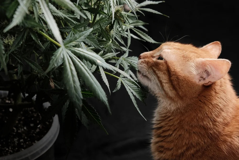 Your Pet Ate THC: What to Do Right Now