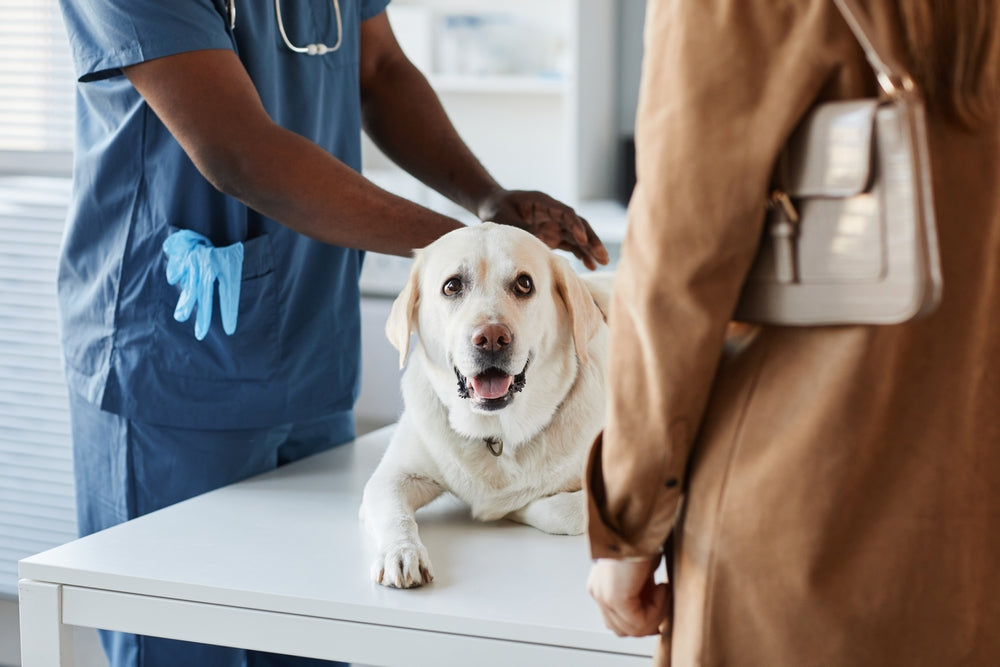 How to Read a Pet CBD Lab Report