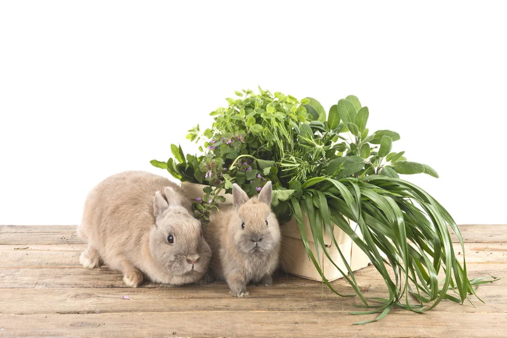 CBD for Rabbits: What to Know First